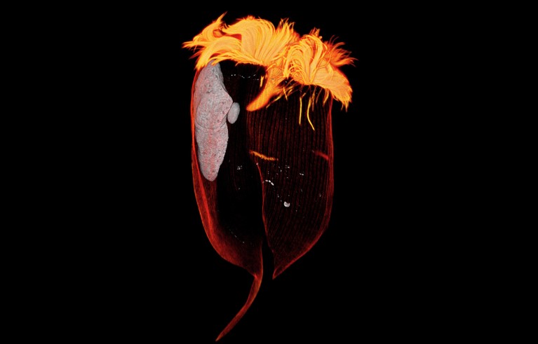 A 3D fluorescence image of a single rumen ciliate, Entodinium caudatum.