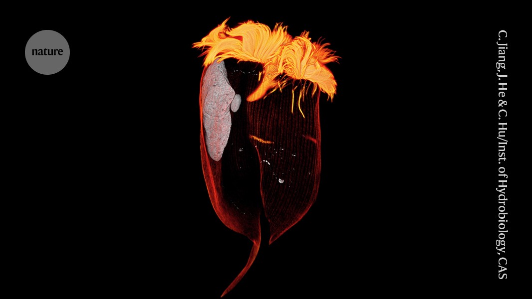 new ‘cellular organ’ discovered in gut microbes