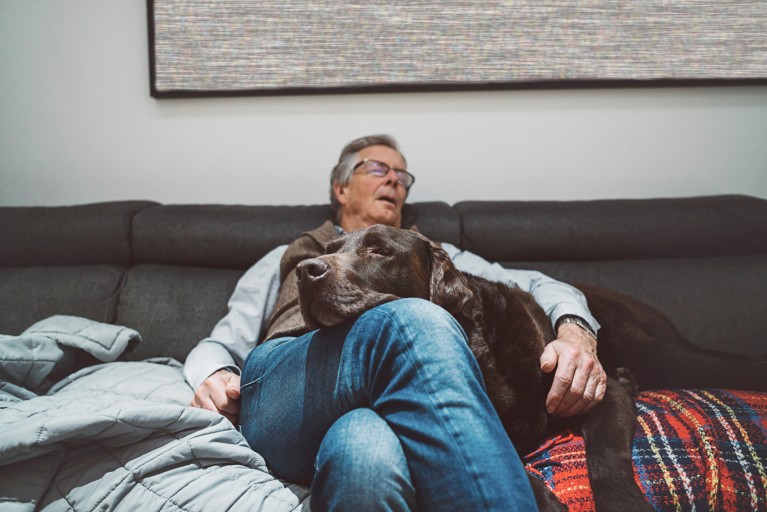 A sleeping elderly man sits on a sofa with his pet chocolate labrador dog on his lap