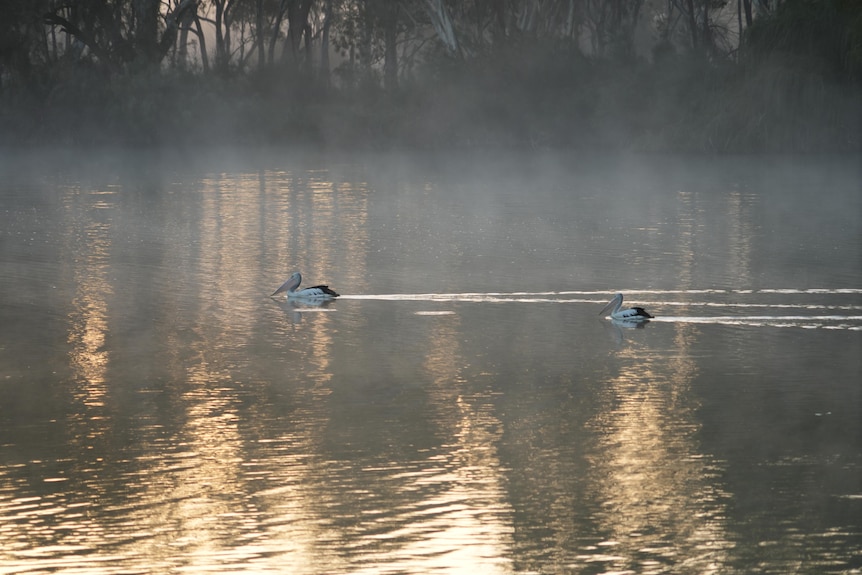Two pelicans swim through mist on a river at sunrise.
