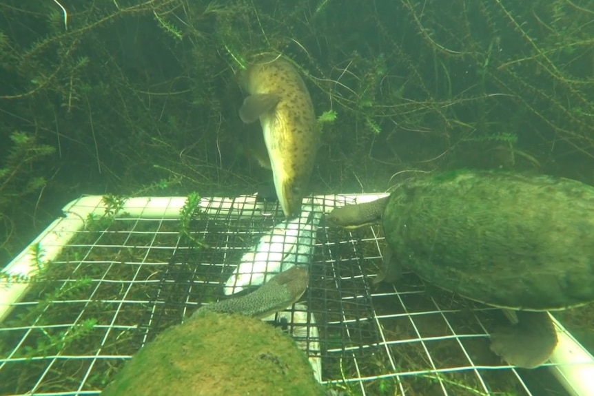 Underwater image showing an eastern long neck turtle and an eel, in murky river water.