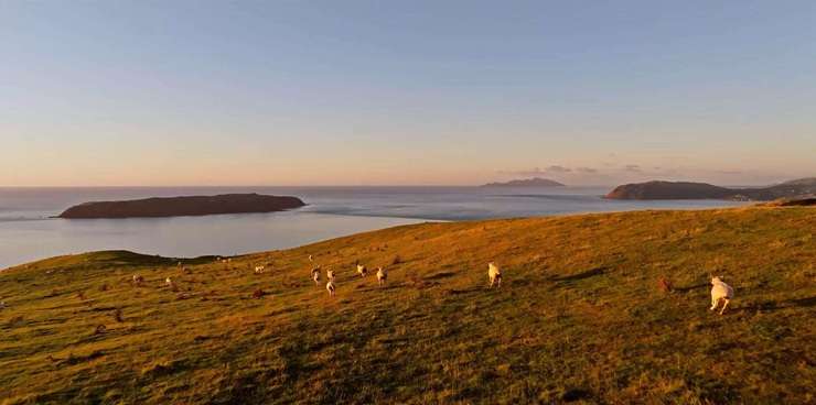 A 742ha coastal farm in Porirua with four dwellings and its own private beach has sold for an undisclosed price. Photo / Supplied