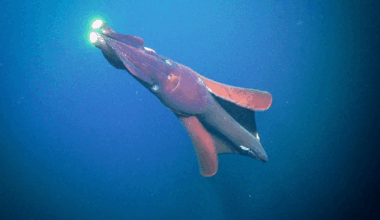 Deep Sea Expedition Reveals Giant Squid And Unknown Species Off Australia’s Coast