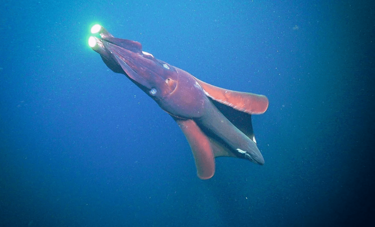 Deep Sea Expedition Reveals Giant Squid And Unknown Species Off Australia’s Coast