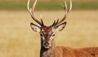 'An ongoing issue': Prize stags shot on private land in Otago