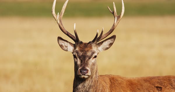 'An ongoing issue': Prize stags shot on private land in Otago