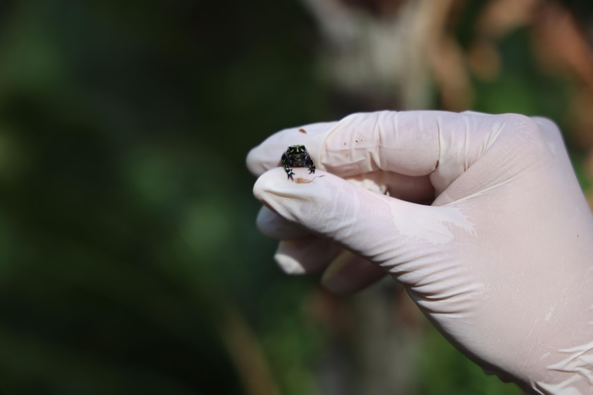 The frog, held between two human fingers, has black and yellow markings.