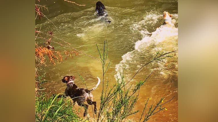 Dogs regularly frolic in the waterhole. (Source: NZME)