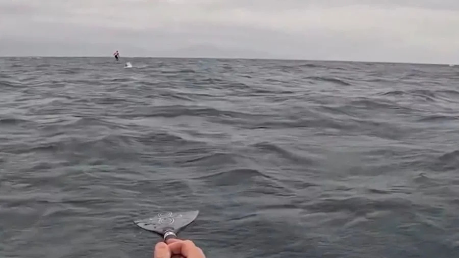 Santa Barbara County shark encounter