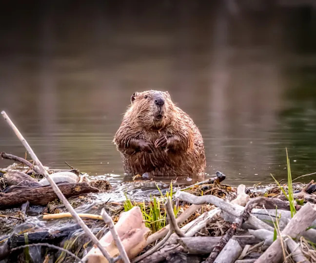 A beaver standing atop its dam