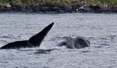 Public's help sought to find entangled whale off Stewart Is