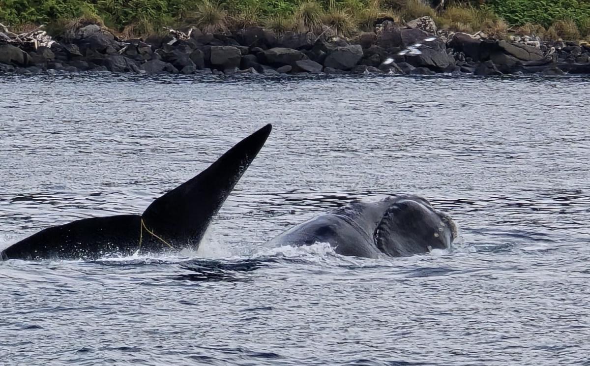 Public's help sought to find entangled whale off Stewart Is