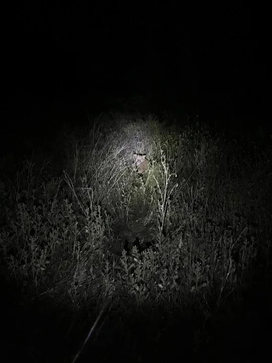 A mountain lion was tranquilized after it was found in a busy area of Escondido, Calif. on May 4, 2026. (CDFW)