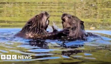 Beavers spotted in Hampshire nature reserve for the first time