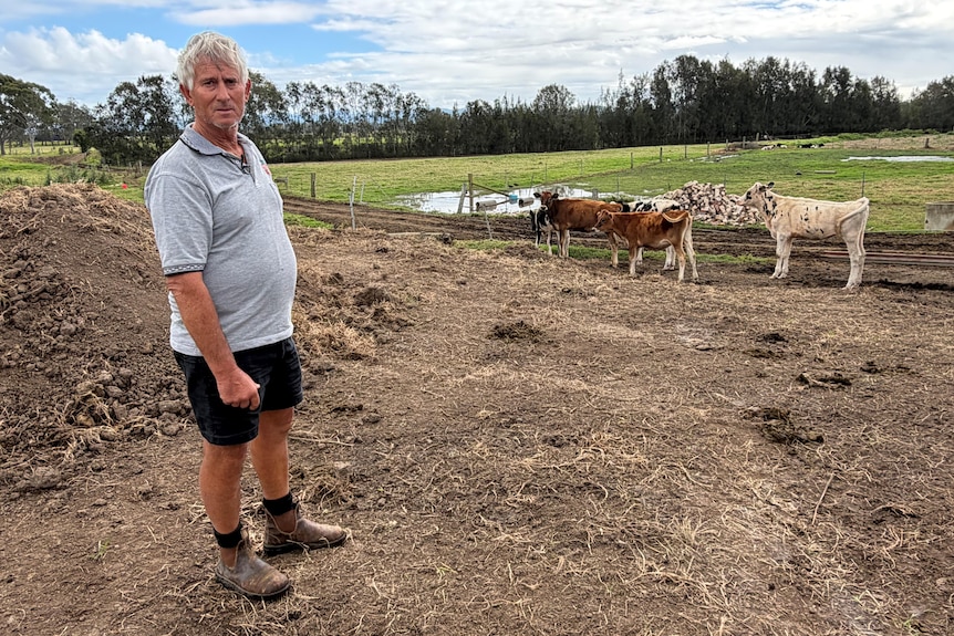 Farmer in his 70s stands on a dirt mound with calves in the background.