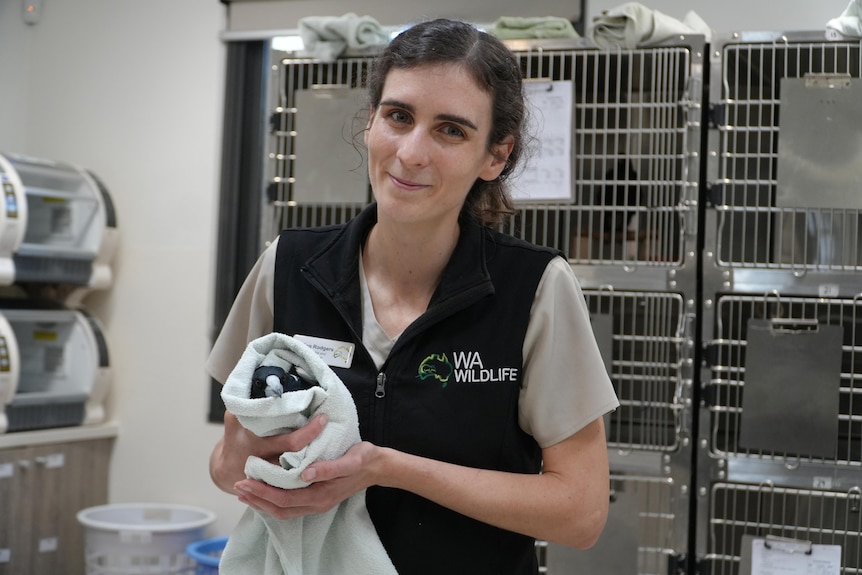 A wildlife carer holds a magpie wrapped in a towel, in front of rows of cages.