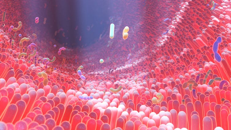 illustration of the gut microbiome