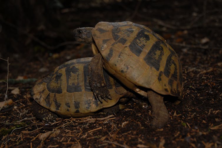 Mating