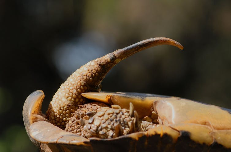 A caudal spur