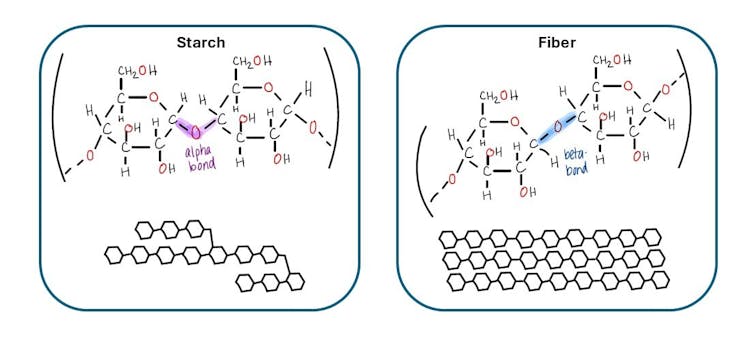 Drawings of complex carbohydrates. Starch on the left has a bond that is bent in a v shape, while fiber on the right has a bond that is straight.