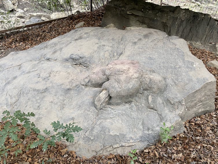 Possible T-Rex track near Anasazi at Philmont in 2022.