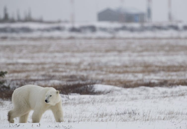 A polar bear walking in a snowy area