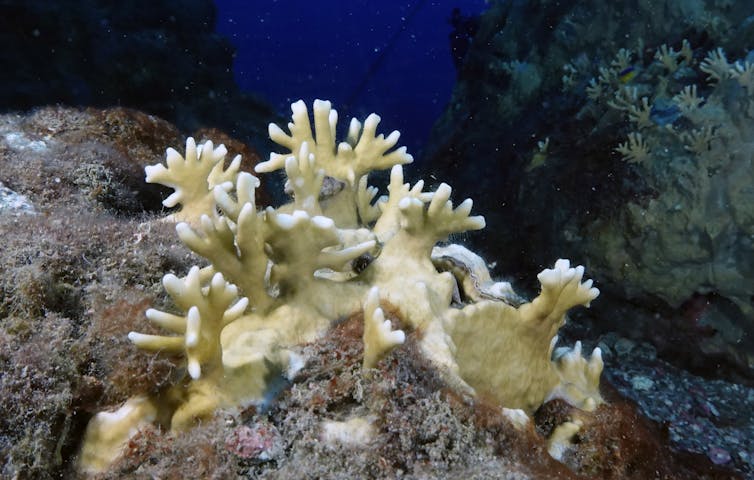 a bleached piece of coral in the ocean