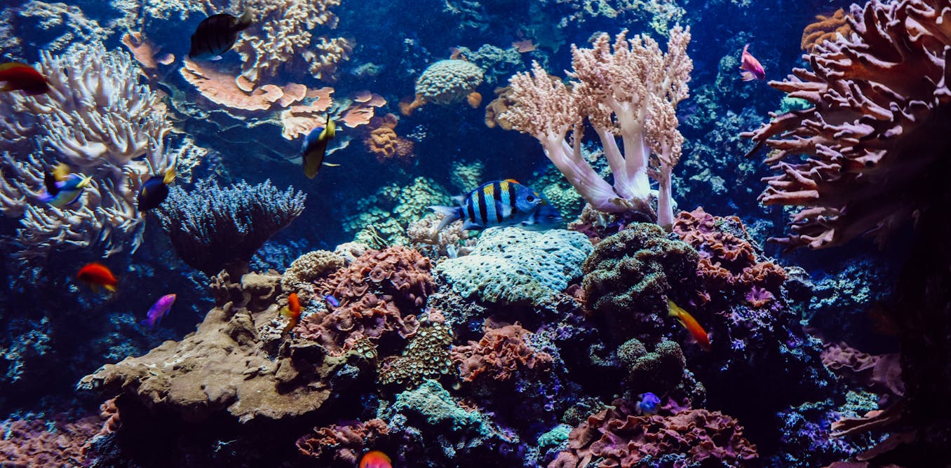 Heat-resistant corals could help reefs adapt to climate change