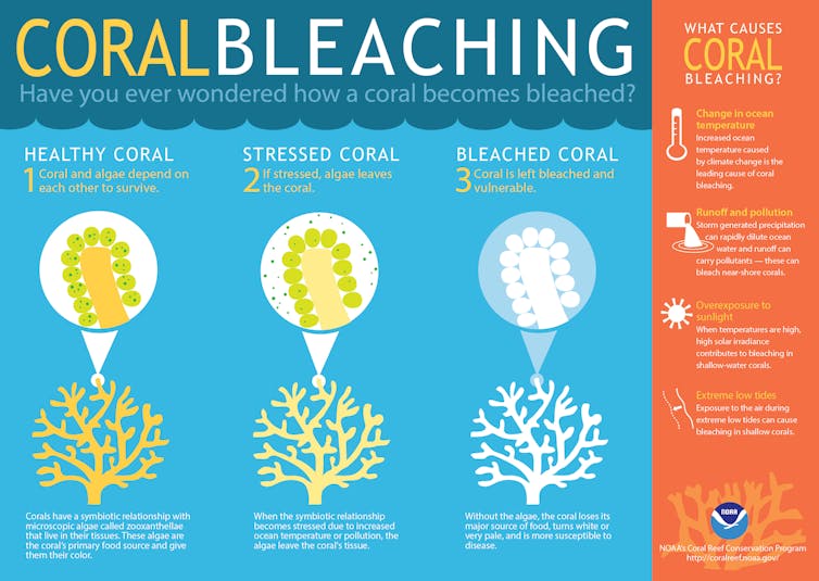 An infographic explaining coral bleaching.