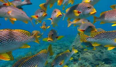 The cradle of Earth’s rich ocean life was a massive coral reef system 20 million years ago