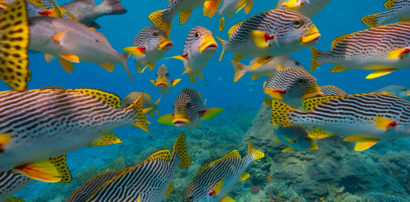 The cradle of Earth’s rich ocean life was a massive coral reef system 20 million years ago