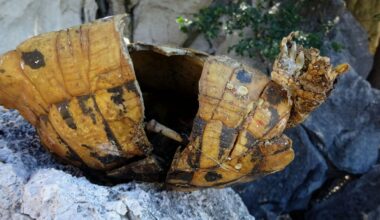 Self-destructive behaviour among Hermann’s tortoises on a Macedonian island is leading to ‘demographic suicide’
