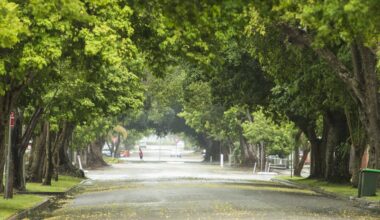 Urban trees cool the world’s cities more than we thought – but we can’t rely on them alone