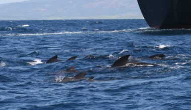 pilot whales are shouting to hear themselves over ship noise