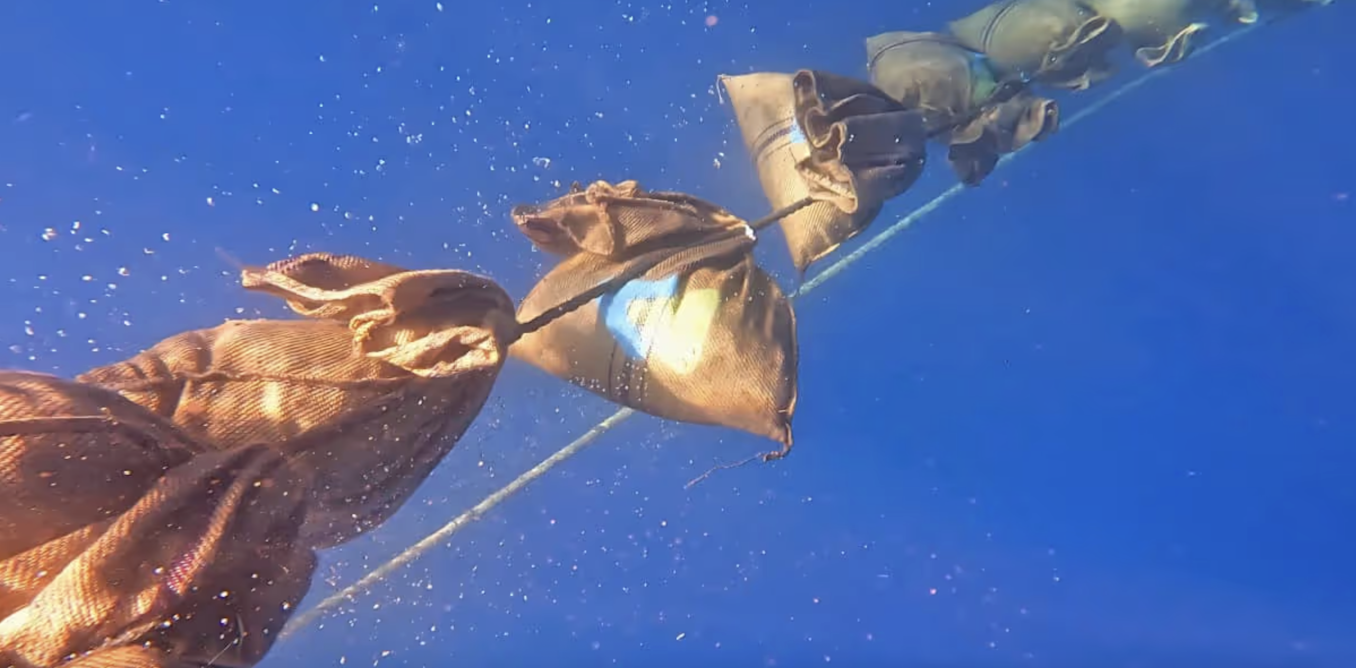 A deep-ocean climate plan wins rare EPA approval, but is sinking plants in the sea the answer?
