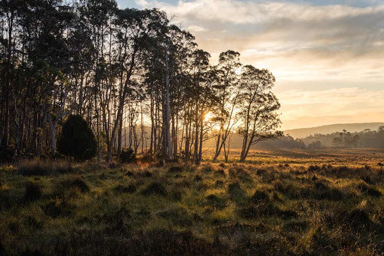 A picture of Tasmanian bush, with the sun shining through trees.