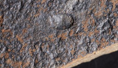 Rare 567-million-year-old fossils refine our understanding of early animal evolution