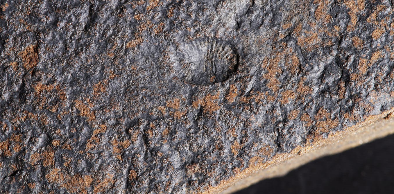 Rare 567-million-year-old fossils refine our understanding of early animal evolution