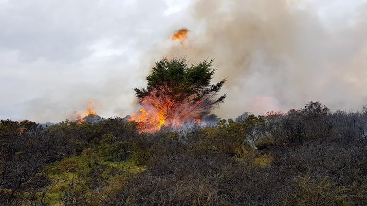 A tree on fire as part of a wildfire in Wales.