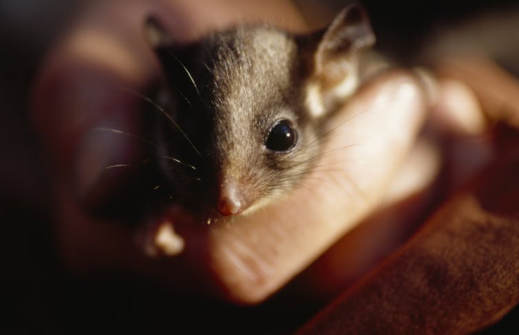 A small possum held gently in a hand.
