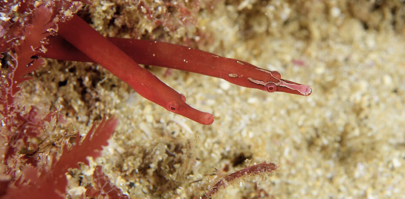 Rare male red pipefish carrying eggs on its trunk spotted in Sydney