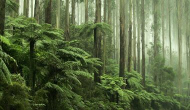Australia’s old environment laws were a box-ticking exercise. Sadly, the new ones could be too