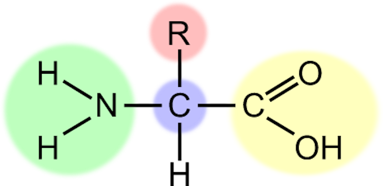A chemical diagram showing the general structure of an amino acid.