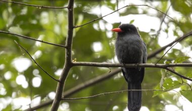 Black bird with reddish beak on a branch