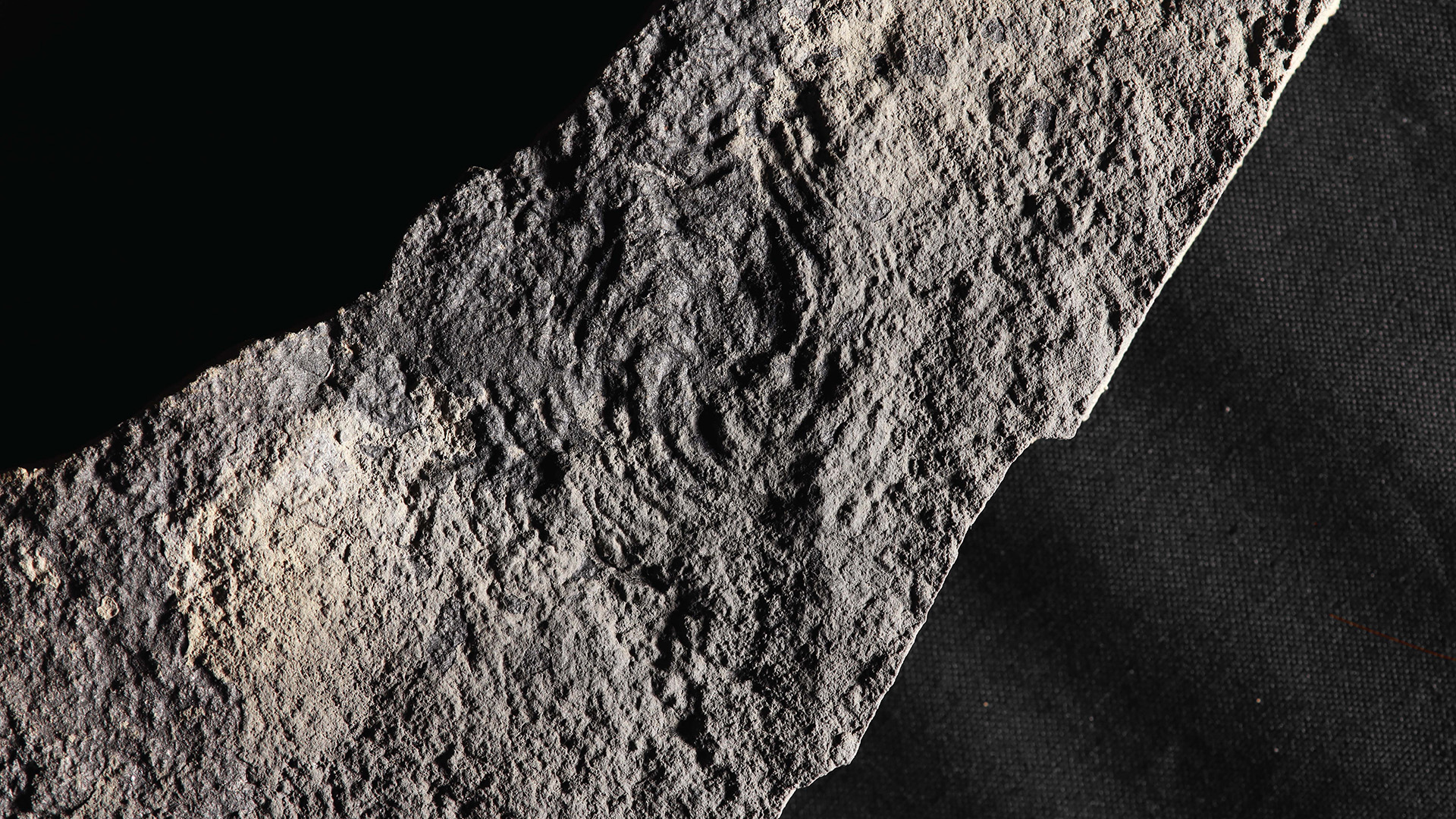 A close up of a spiral-shaped fossil embedded in a gray rock against a dark background.