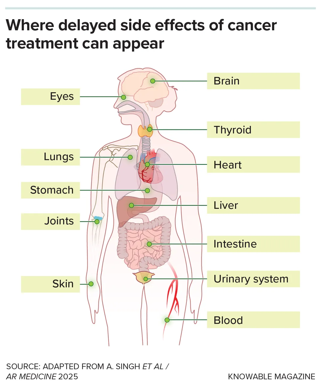 a graphic of the human body shows delayed side effects of cancer treatment can appear in the brain, eyes, thyroid, lungs, heart, stomach, liver, joints, intestine, skin, urinary system and blood