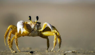 When did crabs start walking sideways?
