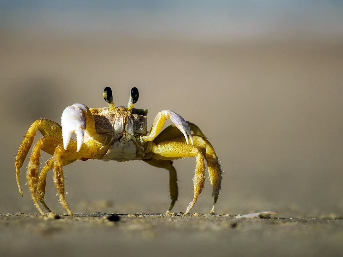 When did crabs start walking sideways?