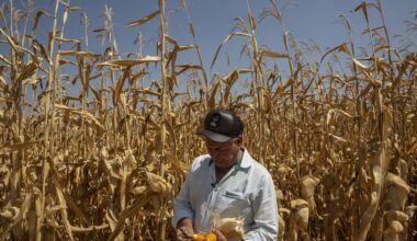 The climate crisis and its heat is coming for your groceries