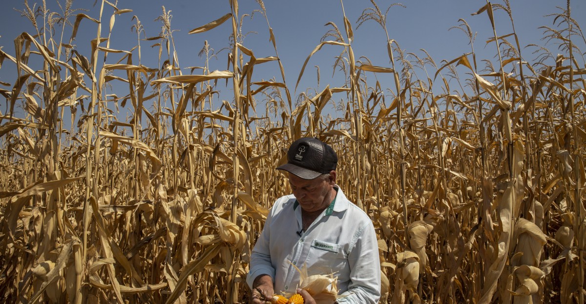 The climate crisis and its heat is coming for your groceries